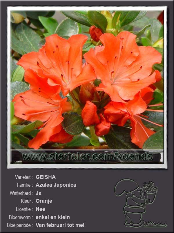 Azalea Japonica   GEISHA