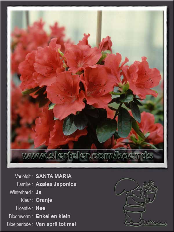 Azalea Japonica   SANTA MARIA